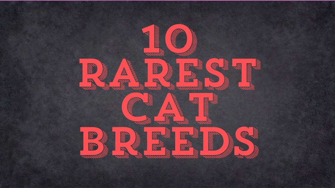 Top 10 Rarest Cat Breeds in the World! 🐱🌍 | Discover Unique & Exotic Felines
