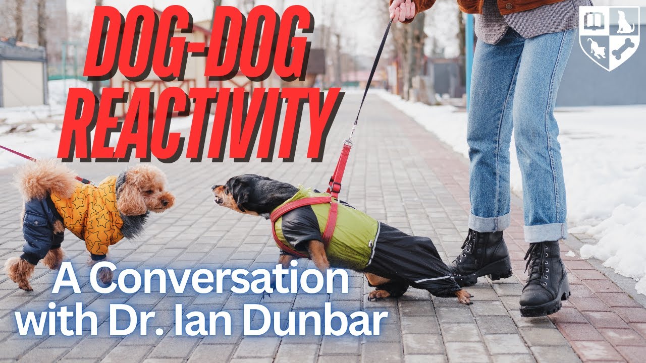 Dog-Dog Reactivity - A Conversation With Dr. Ian Dunbar