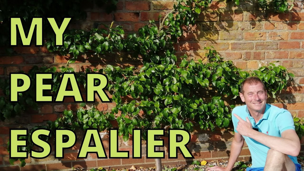 How to Espalier a Fruit Tree.