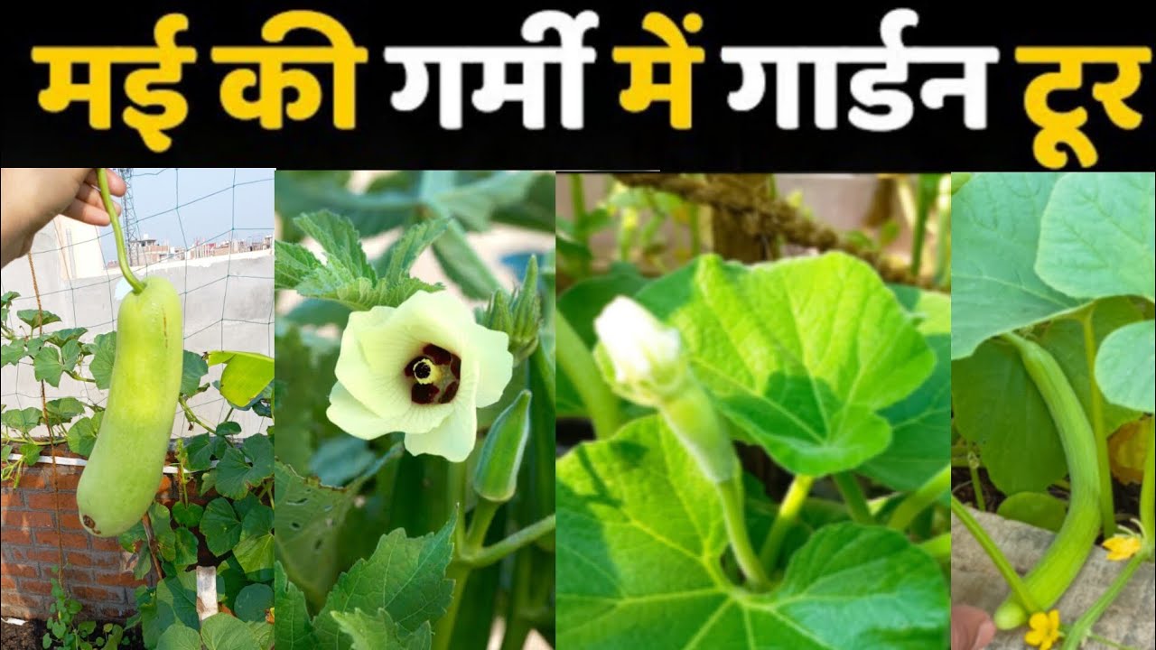 full tour of my terrace garden in the month of may @terracegardening @ashasgardenstory #viral