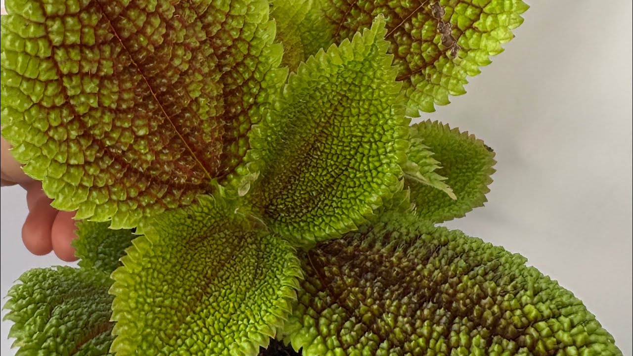 Pilea ,dua ve begonya çeşitleri 💐05066598226