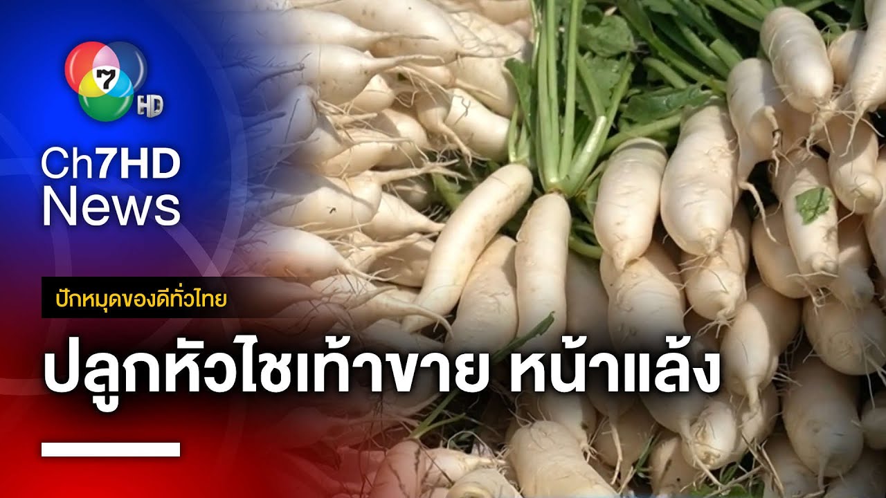 พาเบิ่ง ! วิถีหมู่บ้านปลูกหัวไชเท้า ลุยเก็บขายหน้าแล้ง จ.ขอนแก่น | ปักหมุดของดีทั่วไทย