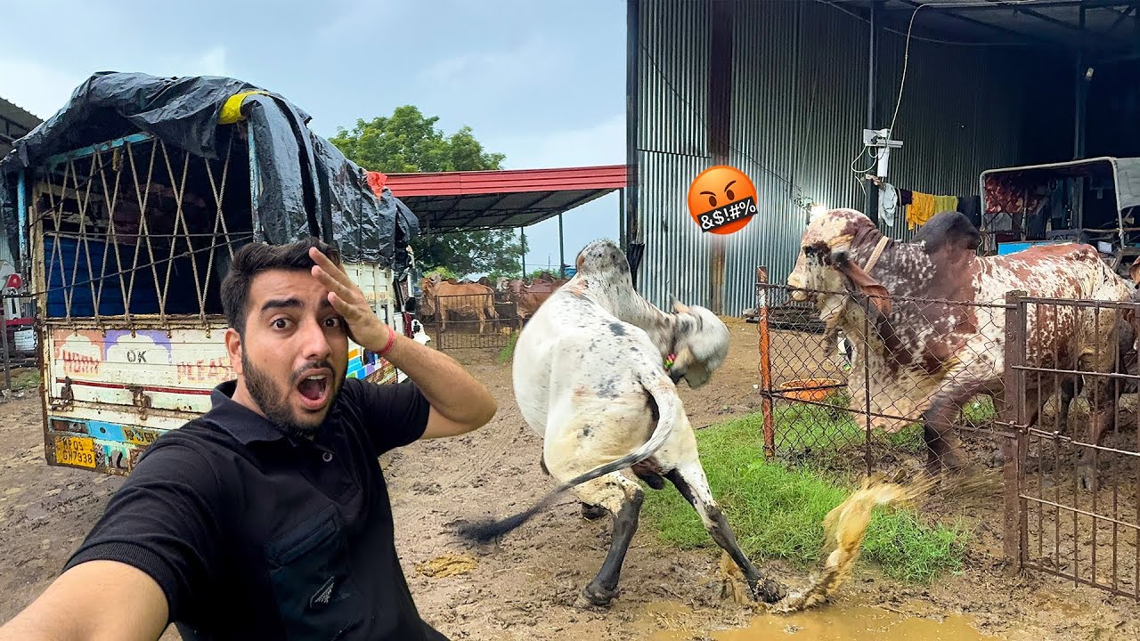 Arjun Vs Bheem Bull🤬⚔️Arjun Bull Aa Gaya😱