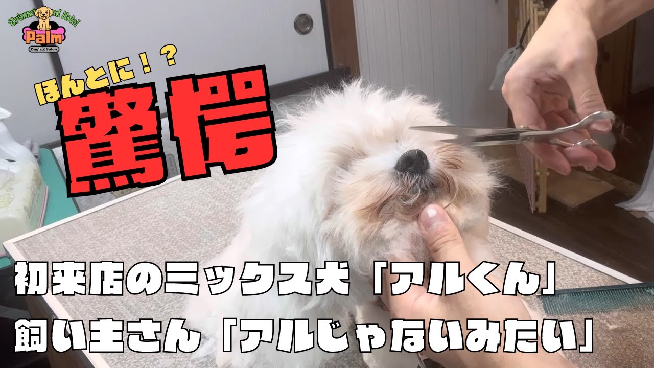 噛み犬トリミング初来店！他店では飼い主さんが押さえて..