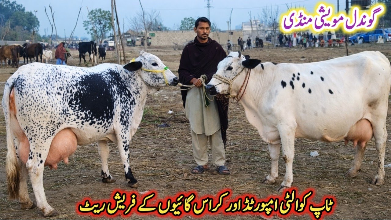 Gondal Mandi latest update 21 Jan2026!jersey cow sale in Punjab!desi cow for sale new video!#cow