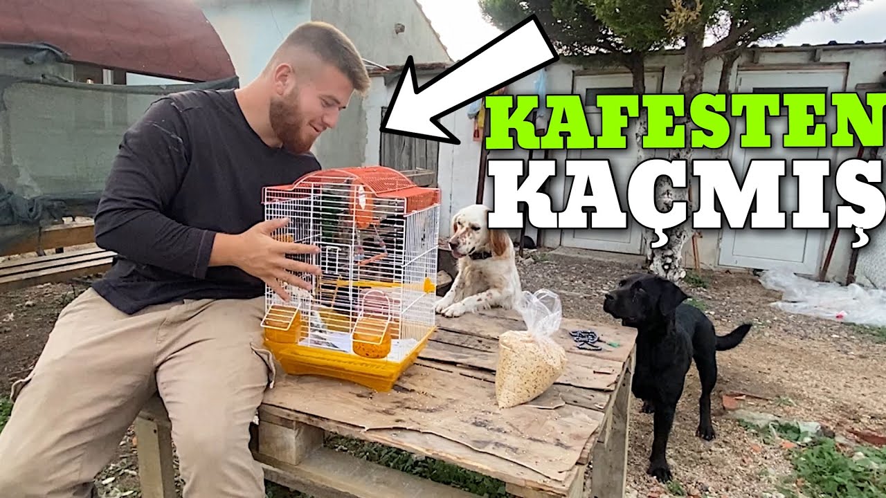 Muhabbet Kuşu Aldım Çiftliğe Gelince Birisi Kaçtı 🥲