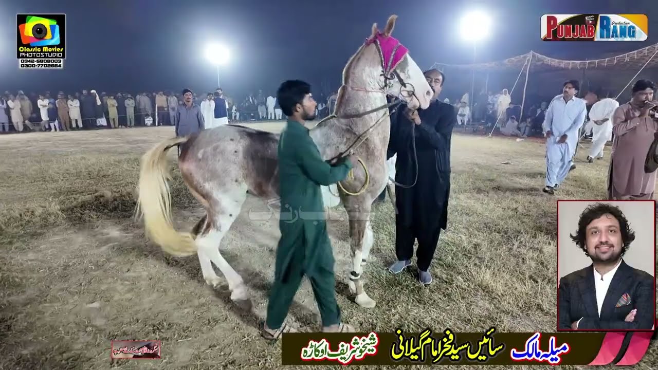 Sajan l Shaheen l Horse Dance13 November 2025 l Arkana Waseeran l Malik Khalid Iqbal Naroo l Rai