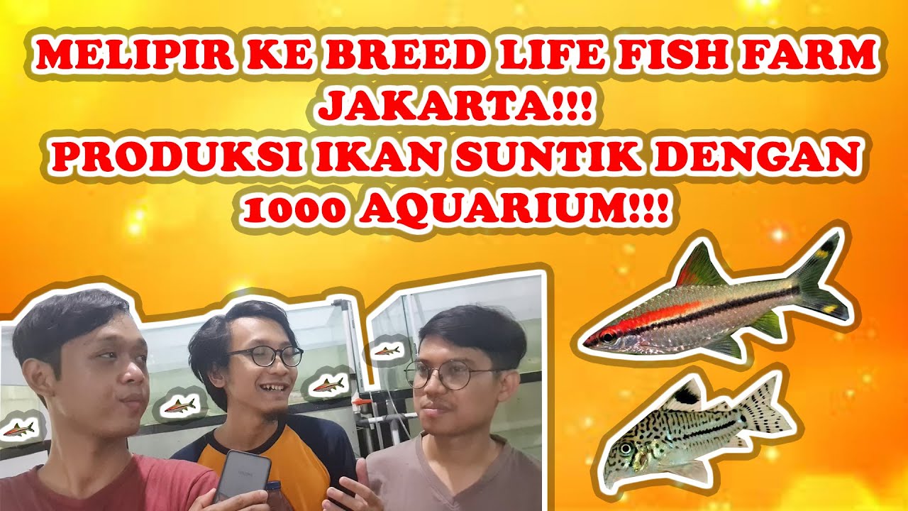 BERKUNJUNG KE BREED LIFE FISH FARM JAKARTA!!! BERBAGAI IKAN HIAS DI PRODUKSI DISINI!!!