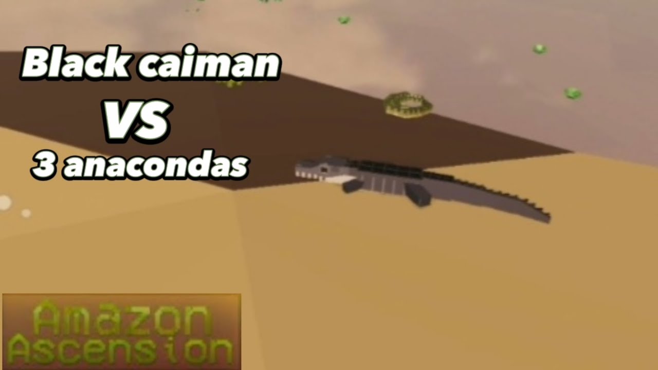 Black caiman vs 3 anacondas! (amazon ascension)
