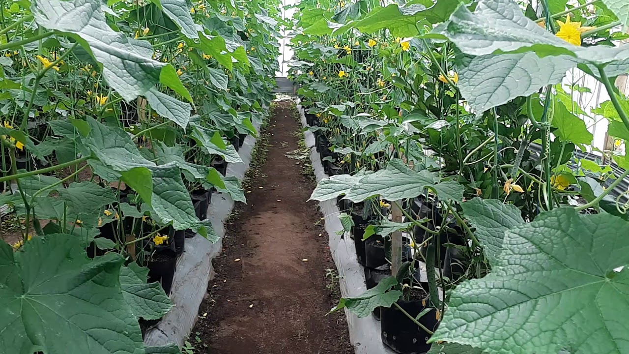 Kebun timun Jepang