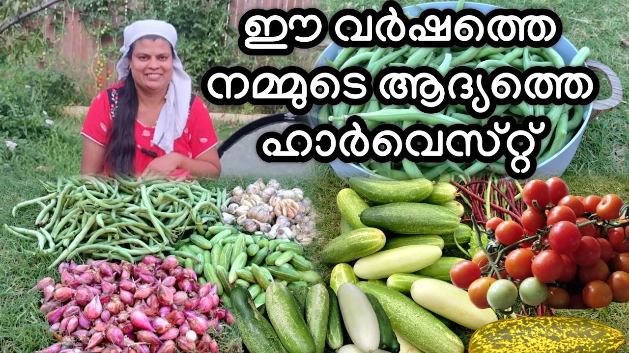 ഈ വർഷത്തെ ആദ്യത്തെ ഹാർവേസ്റ് #vegetablegarden #harvesting #adukkalathottam
