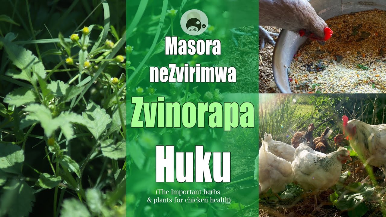 Masora AnoRapa Huku | Herbs for Chicken Health | Zimbabwean Poultry & Horticulture | Agriculture