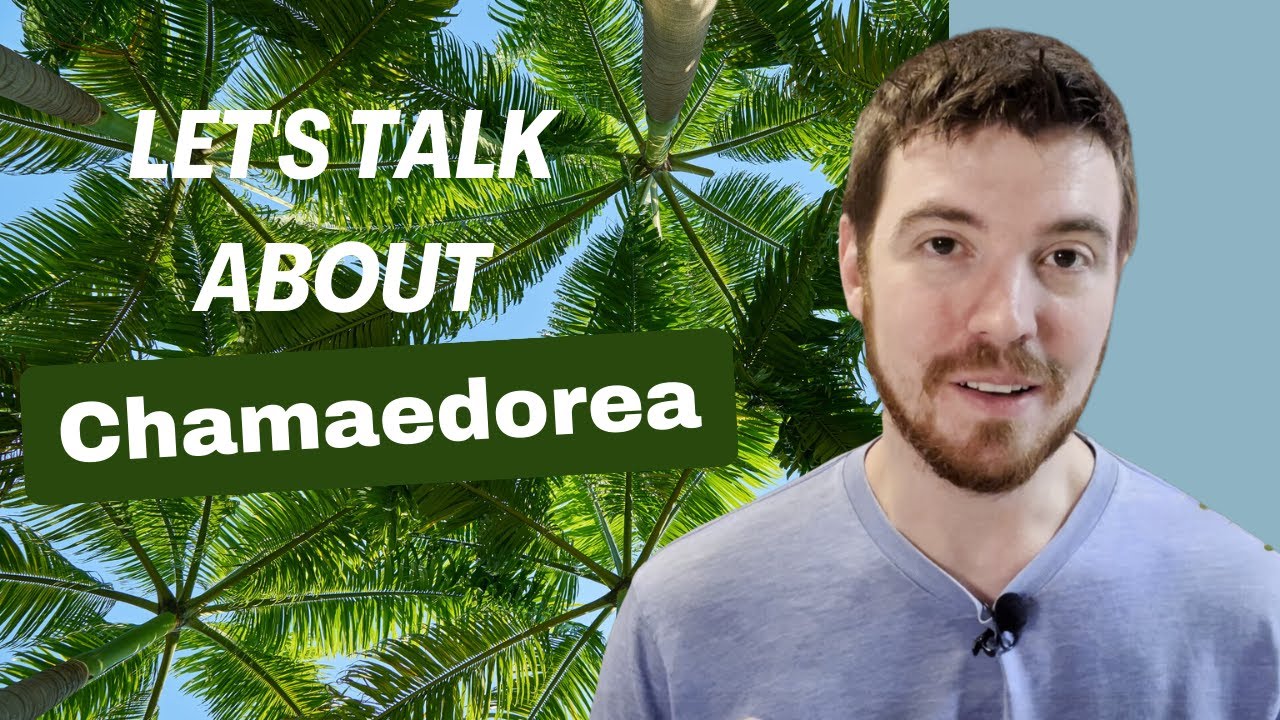 Let's Talk about Chamaedorea (Parlor Palm)