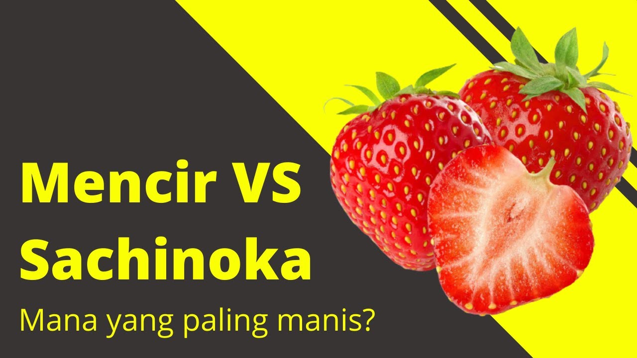 Sachinoka vs Mencir, mana paling manis? 