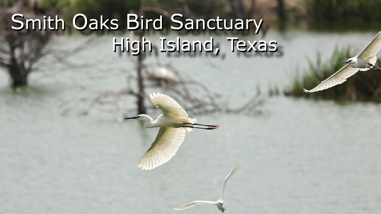 Smith Oaks Bird Sanctuary / Rookery, High Island, Texas