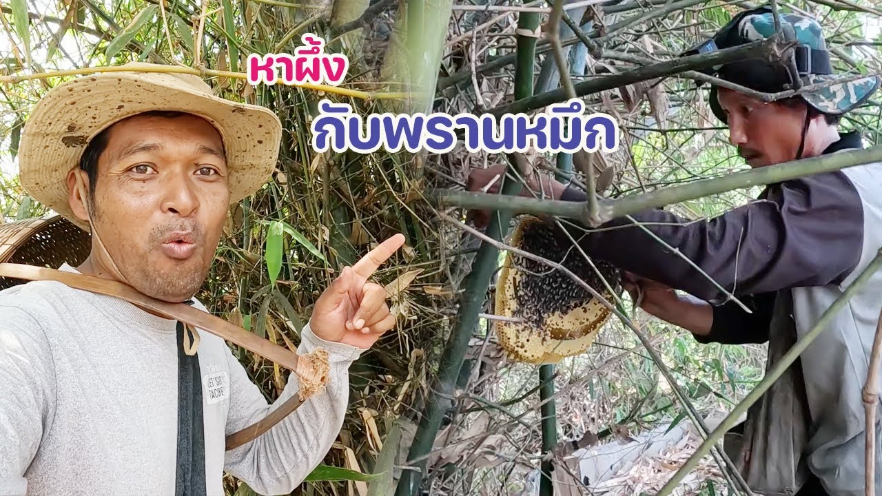 หาผึ้ง หามิ้ม กับพรานหมึก ไปไกล 3 อำเภอ เจอผึ้งอะไรก็ตี ครบุรีน้ำหวานดีมาก