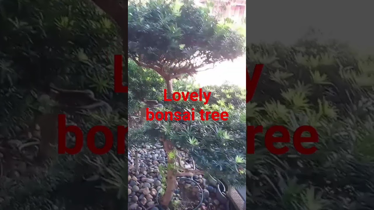 #smalltree#trending #smallestplants #travel #prayers
