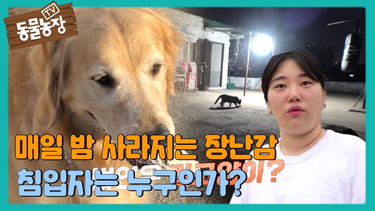 매일 밤 사라진 100여 개의 장난감, 칩임자는 누구인가? #TV동물농장 #AnimalFarm #SBSstory