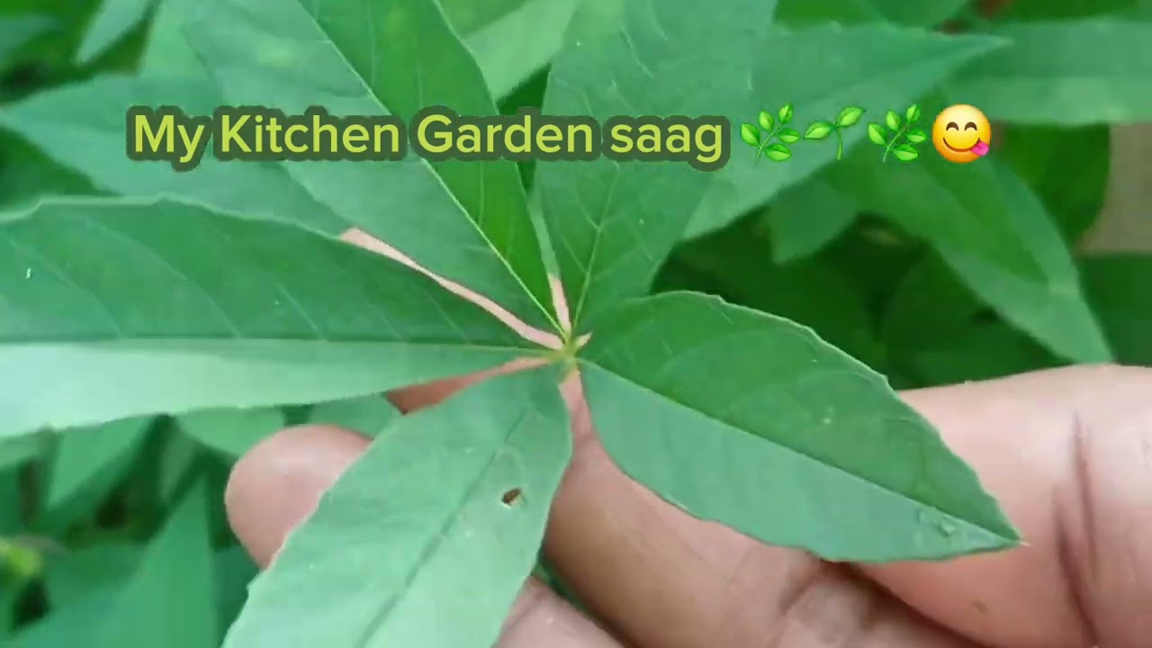 My Kitchen Garden saag🌱🌿😋