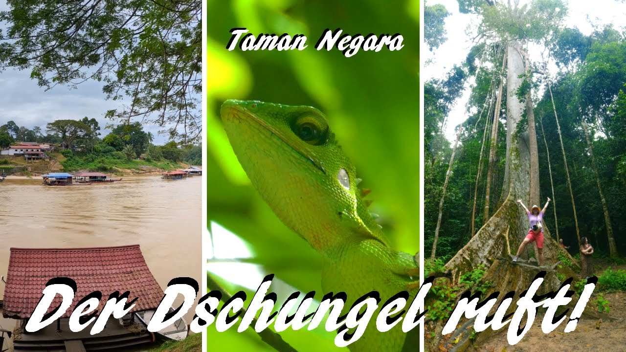 Malaysia: Im &auml;ltesten Regenwald der Welt -Taman Negara