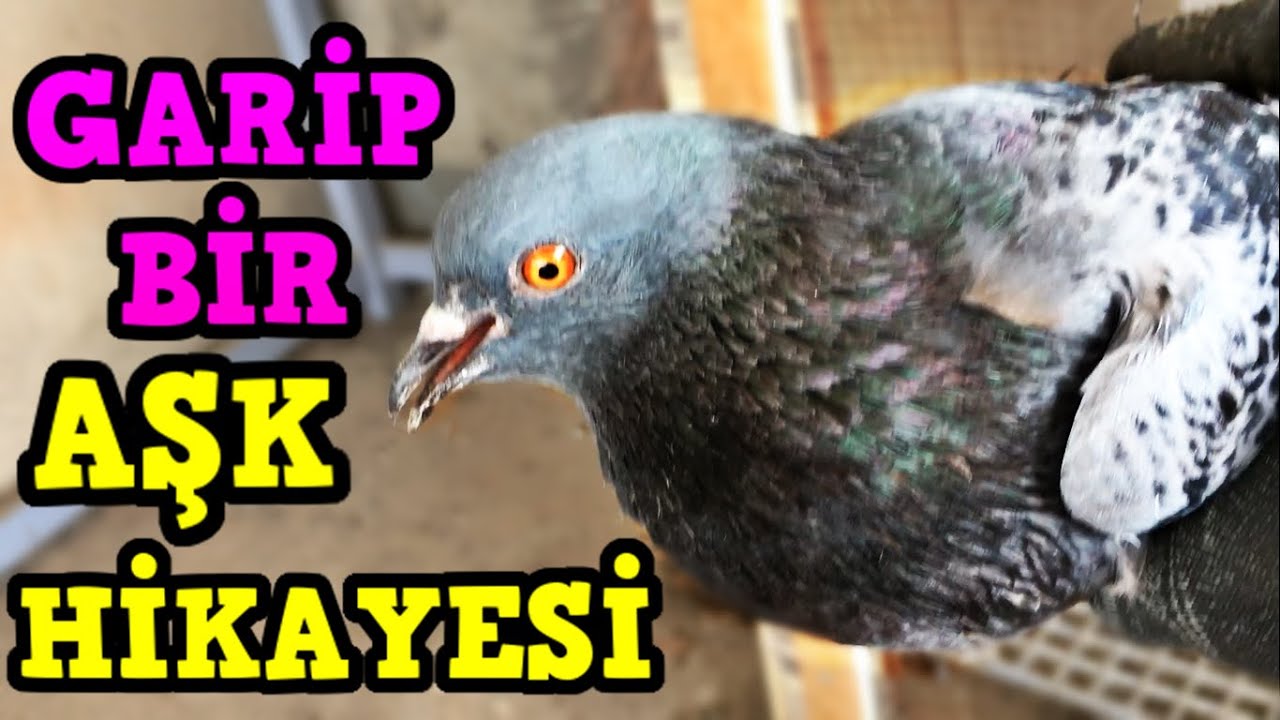 PEMBE GÜVERCİNİN EŞİNİ YAKALADIM - BİR AŞK HİKAYESİ
