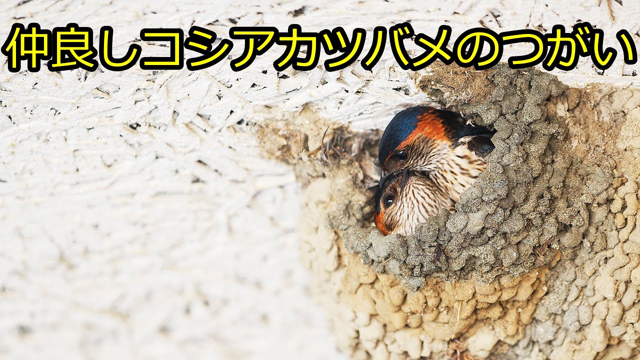 仲の良いコシアカツバメのつがい