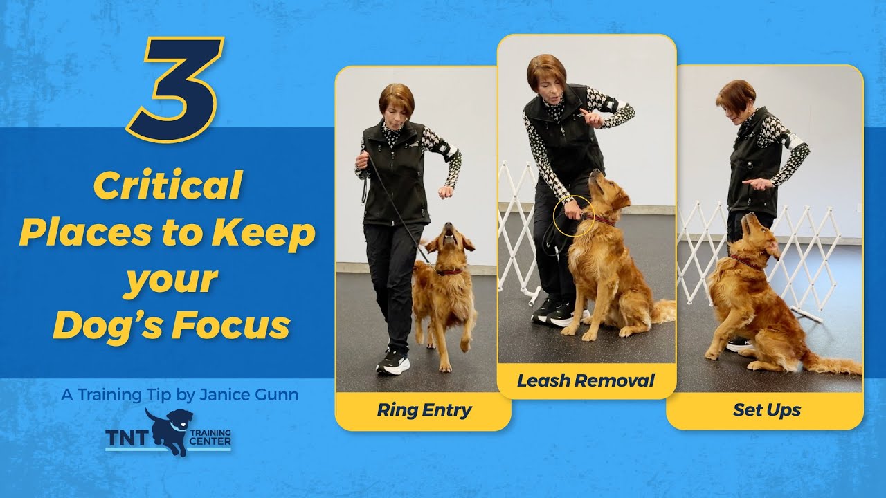 3 Critical Places to Keep Your Dog's Focus (Finger Follow)