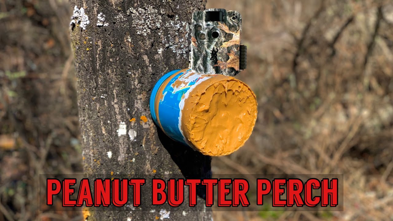 Leaving a JAR OF PEANUT BUTTER on a tree in the Woods. Heres what happens! Trail Camera
