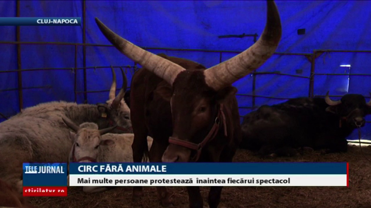Circ fără animale