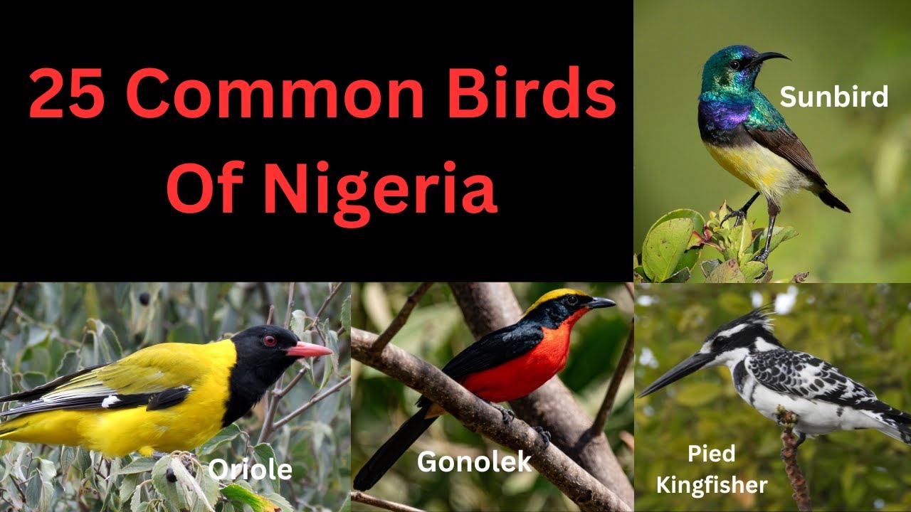 25 Common Birds Of Nigeria | Birds of Africa Continent