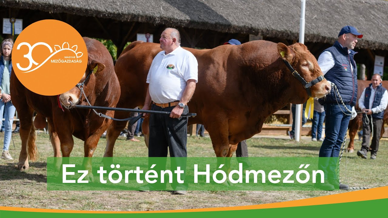 MMG - Lovak, marhák, sertések, juhok, baromfik - állattenyésztési napok Hódmezővásárhelyen