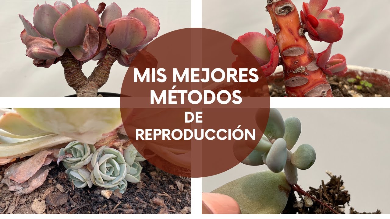 Mis mejores métodos de reproducción