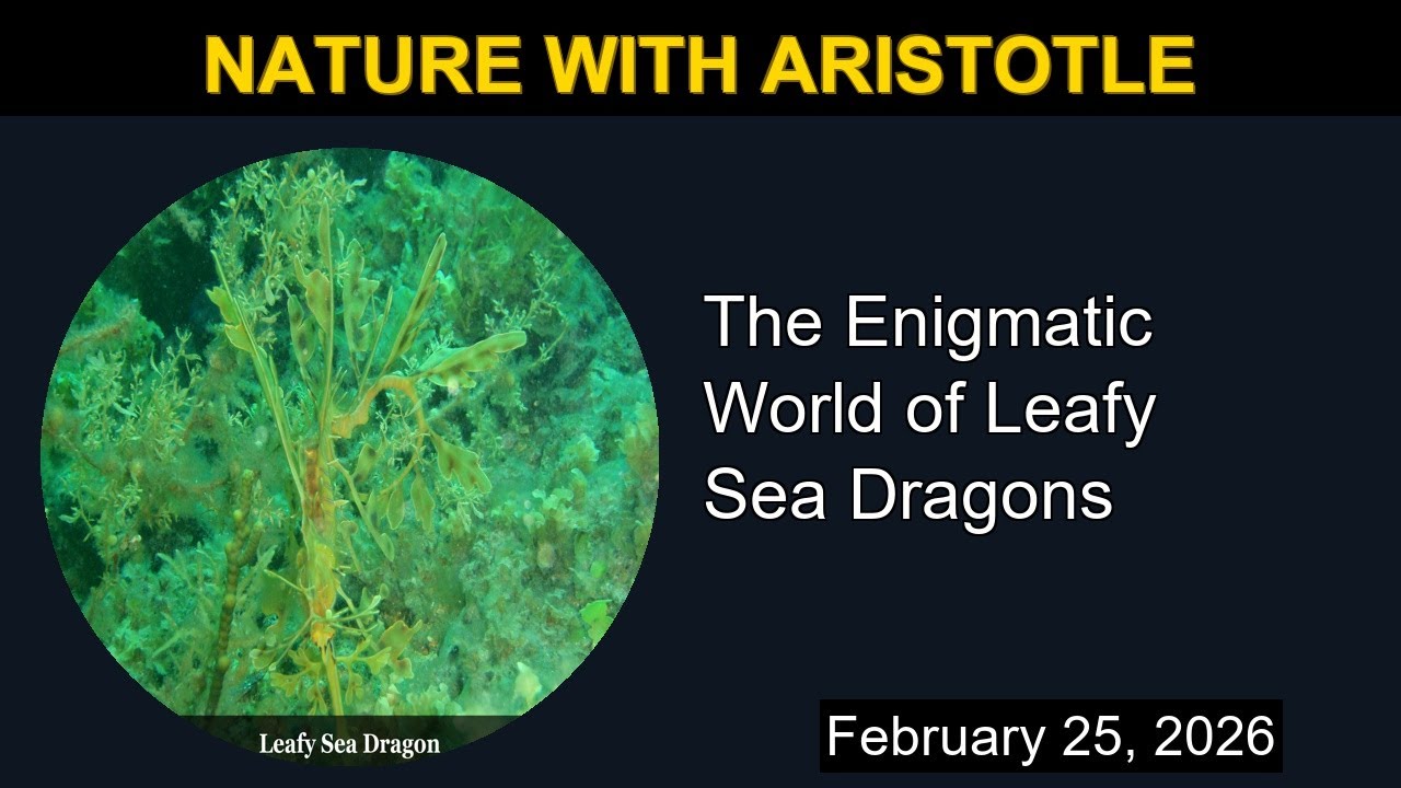 The Enigmatic World of Leafy Sea Dragons | Nature with Aristotle