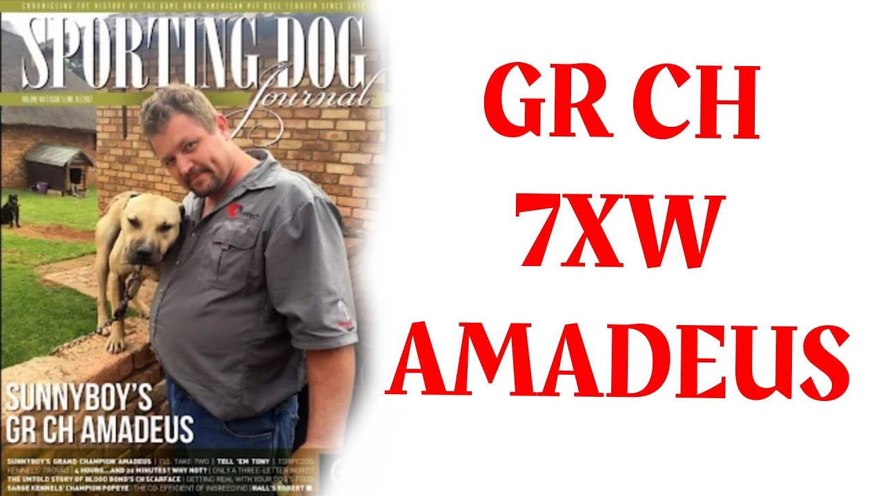 GR CH SUNNYBOY'S Amadeus GR CH 7xW DOY / APBT