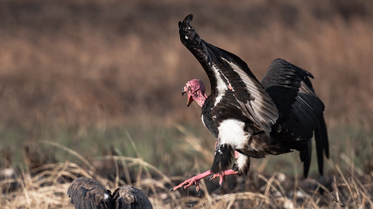 Red-headed Vulture | The King bird | Cam Nature