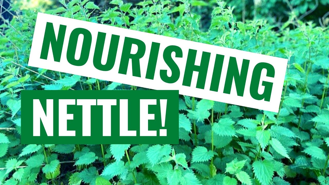 How To Make Nettle Juice - Awesome Health Benefits!
