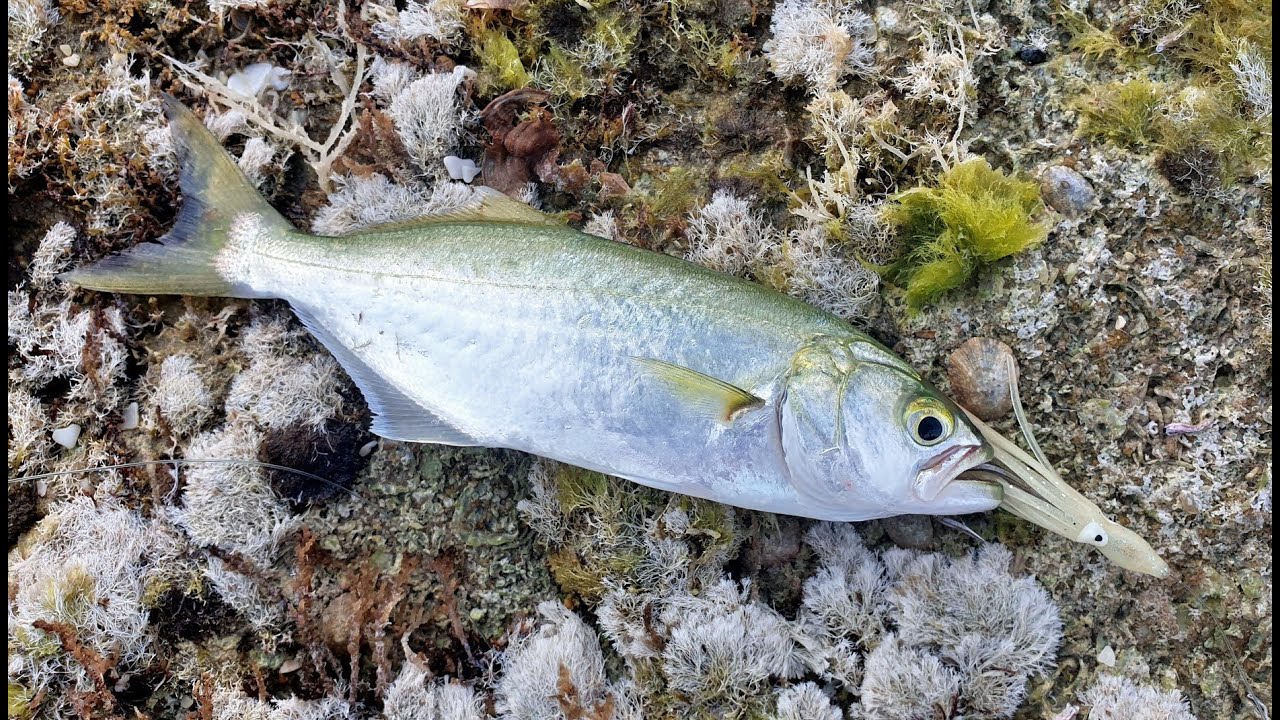 לנשום קצת ים עם גומבר על סקוויד 🐟 - Bluefish with bombarda and squid HE/EN Subs