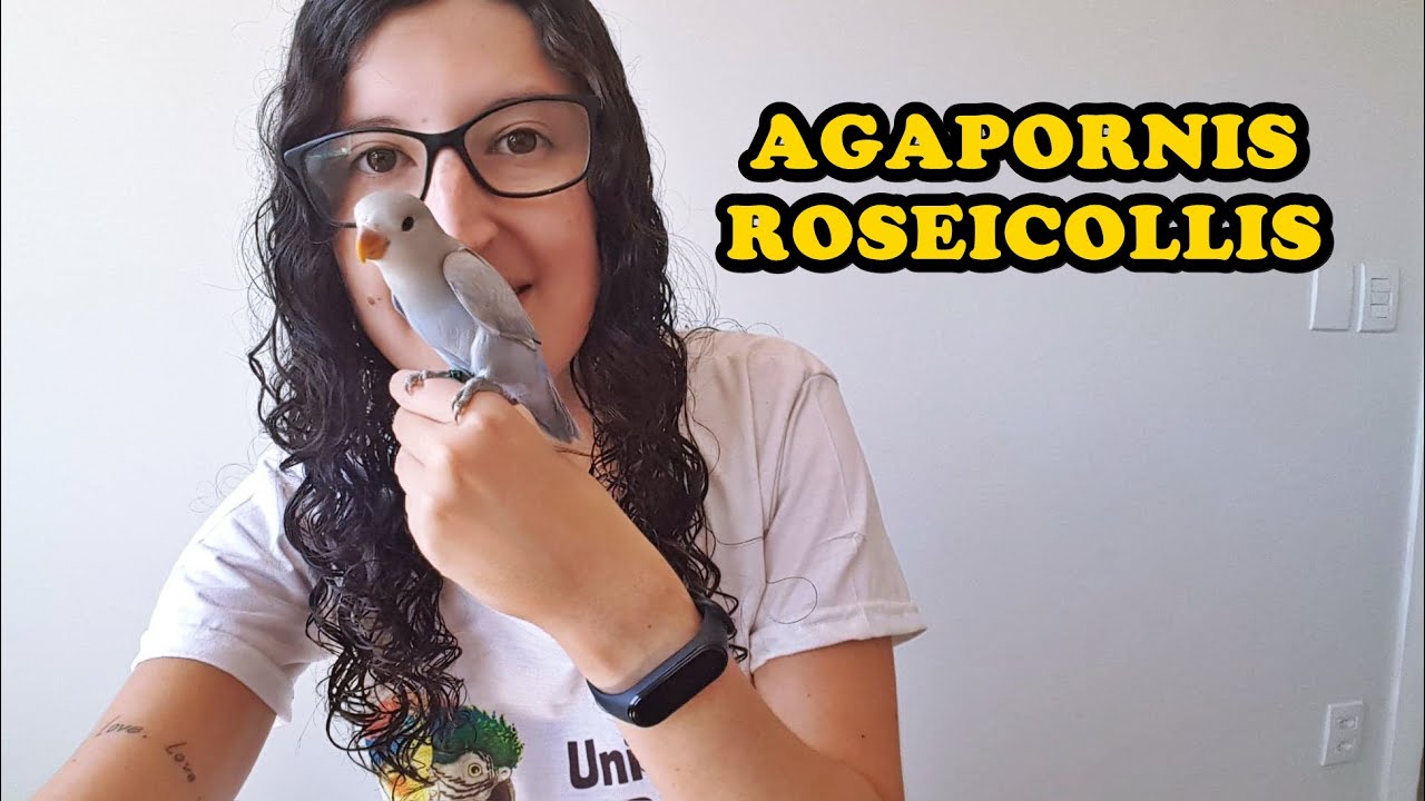 TUDO SOBRE AGAPORNIS - UDP