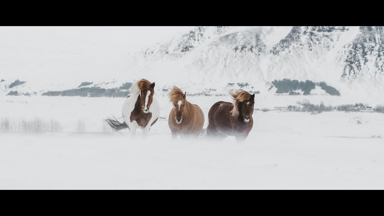 The Horses of the Island - Icelandic horses