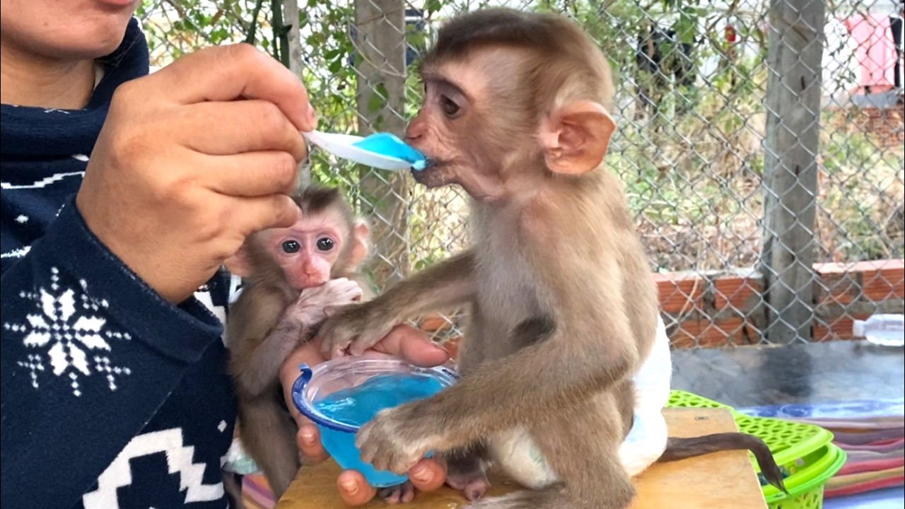 So delicious!! Toro is eating jelly while little LIORA wants to taste it too