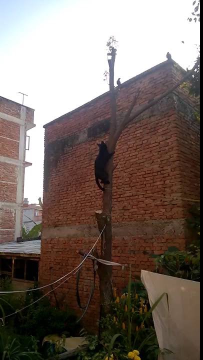 Cat Climbing Down