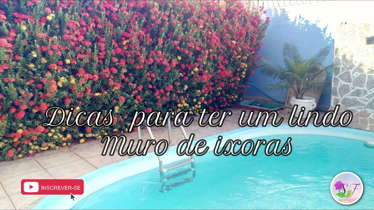 #399 Como  ter sucesso com  cercas vivas de ixoras.