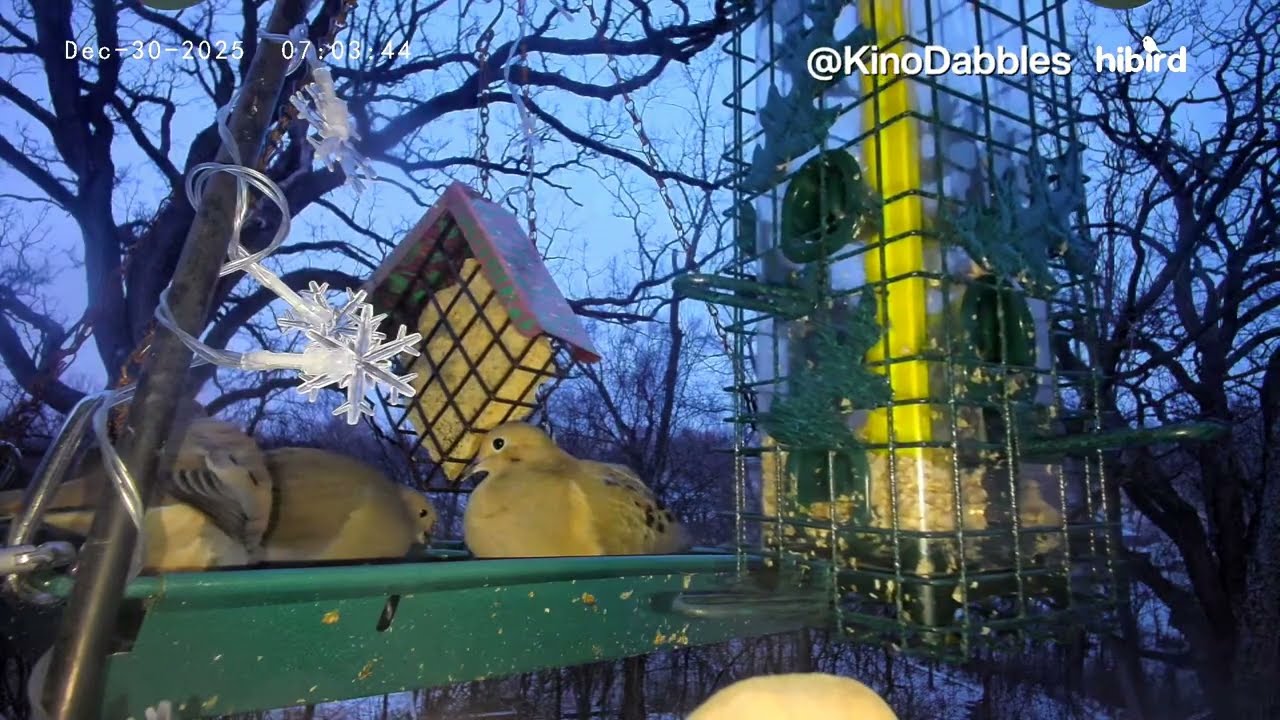 6+ Hours of Relaxing Bird Cam on a Balcony | Winter (Book II: Chapter 2)