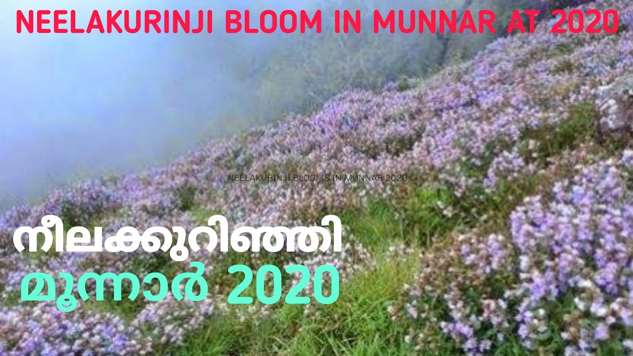 Munnar Places | Neelakurinj 2020 | Munnar | shanthanpara | Idukki Tourist places