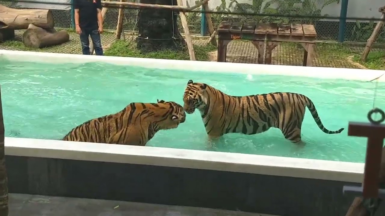 Tiger Spotting in Pattaya City | Tiger Park