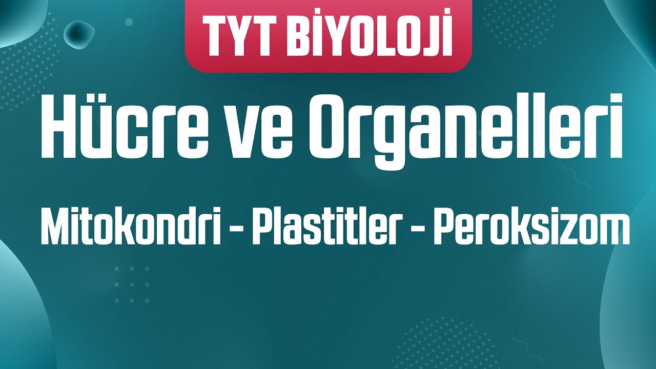 17) Organeller : Mitokondri , Plastitler , Peroksizom