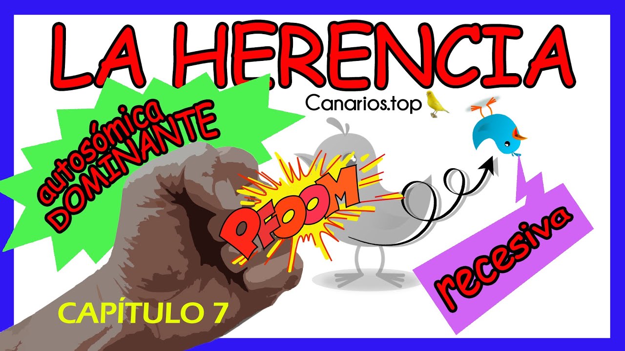 HERENCIA AUTOSÓMICA DOMINANTE | Introducción a la Canaricultura de Color.