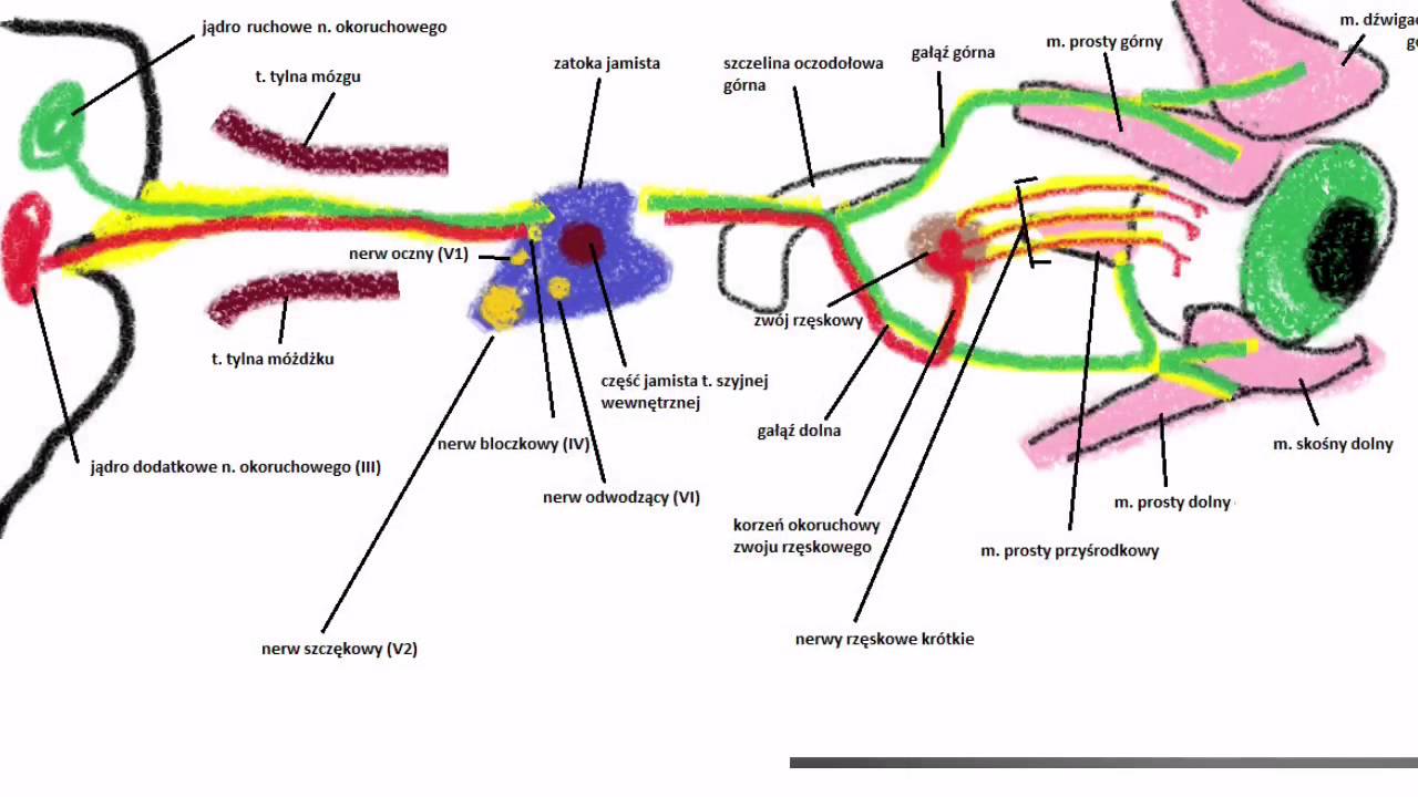 Anatomia - Nerw okoruchowy (III)