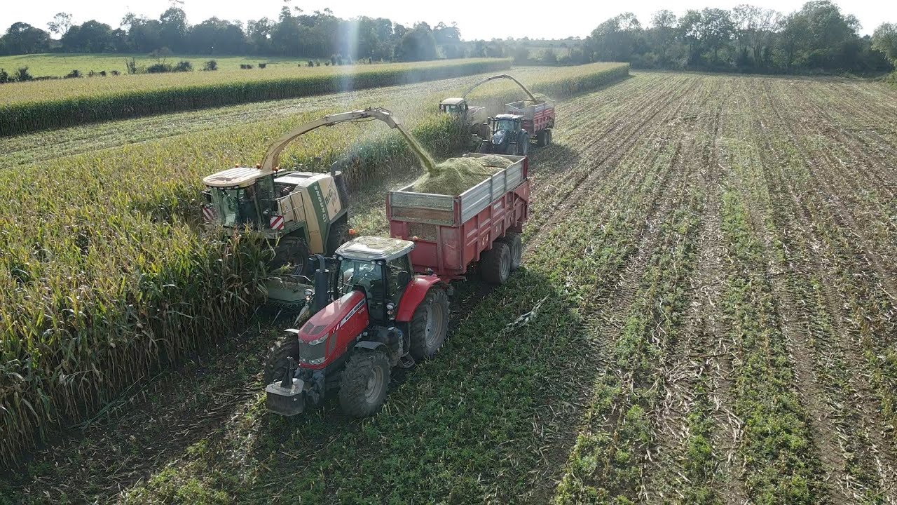 Ensilage de ma&iuml;s 2025 en Normandie 🇫🇷