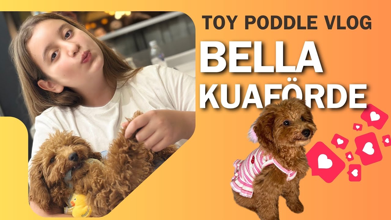 🛁✂️Bella’nın İlk Kuaför Günü! 🎀 Toy Poodle Dönüşümü 🤎 | Köpüşümle Vlog